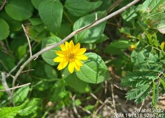 Wedelia goyazensis