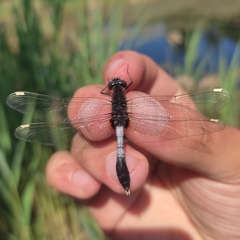 Leucorrhinia caudalis