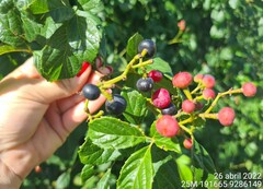 Clematicissus simsiana