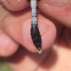 Leucorrhinia caudalis