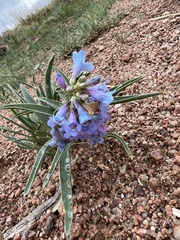 Penstemon angustifolius
