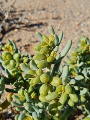 Augea capensis image