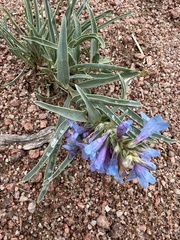 Penstemon angustifolius