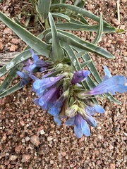 Penstemon angustifolius