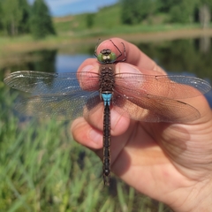 Anax parthenope