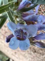 Penstemon angustifolius