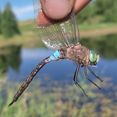Anax parthenope