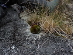 Tetraplodon mnioides