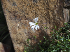 Cerastium morrisonense