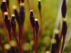 Tetraplodon mnioides