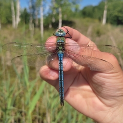 Anax imperator