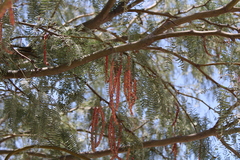 Prosopis odorata
