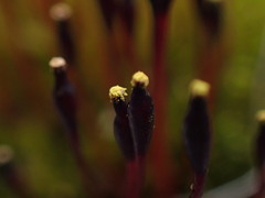 Tetraplodon mnioides