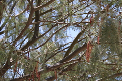 Prosopis odorata