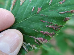 Acalitus longisetosus