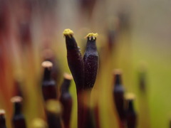 Tetraplodon mnioides