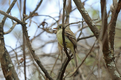 Pileated Flycatcher (Xenotriccus mexicanus), photo 5