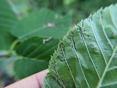 Acalitus longisetosus