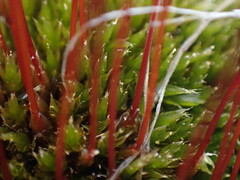 Tetraplodon mnioides