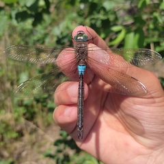 Anax parthenope