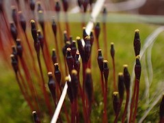 Tetraplodon mnioides