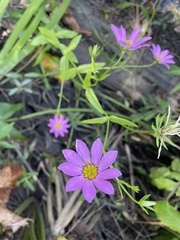 Sabatia dodecandra foliosa