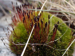 Tetraplodon mnioides