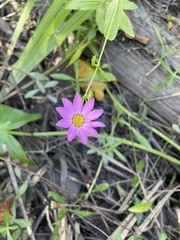 Sabatia dodecandra foliosa