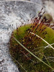 Tetraplodon mnioides