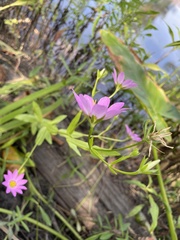 Sabatia dodecandra foliosa