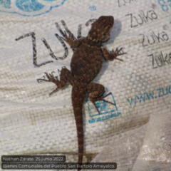 Sceloporus mucronatus