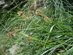 Luzula taiwaniana