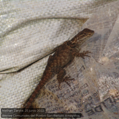 Sceloporus mucronatus