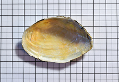 Pseudanodonta complanata