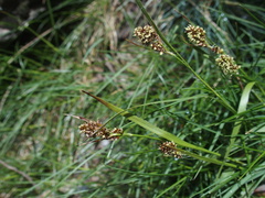 Luzula taiwaniana