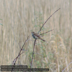 Empidonax albigularis