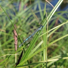 Platycnemis pennipes