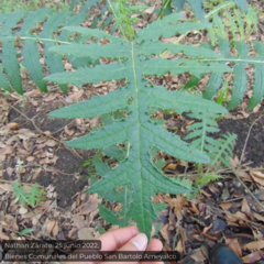 Cirsium subcoriaceum