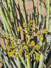 Euphorbia dregeana image