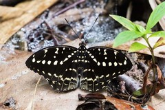 Lexias canescens pardalina