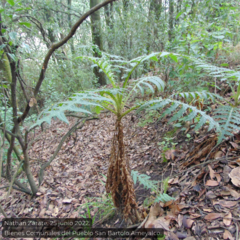 Cirsium subcoriaceum