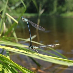 Platycnemis pennipes