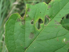 Phyllosticta physaleos