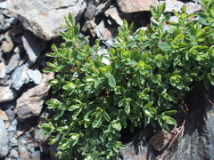 Hypericum nagasawae