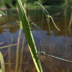 Platycnemis pennipes