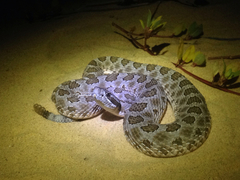 Sistrurus tergeminus