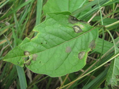 Phyllosticta physaleos
