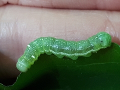 Lithophane antennata