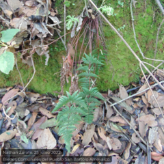 Aleuritopteris farinosa