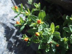 Hypericum nagasawae